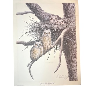 May include: An art print featuring a detailed illustration of a family of Great Horned Owls. Two young owls perch on a tree branch, while three more are nestled in a nest. The print is signed by the artist and includes the text "Young Great Horned Owls".