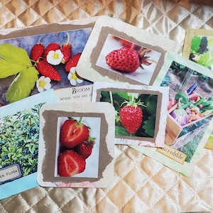 Cartões de diário de frutas e vegetais, itens efêmeros de diário de lixo