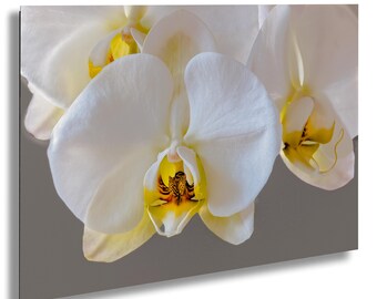 Botanical Wall Art: Moth Orchid Flower - Ready to Hang Canvas