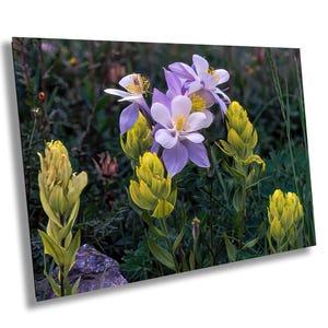 ColoradoColumbineArt, BlueFlowerCanvas, RockyMountainFlora, Botanical Wall Print, Mountain Wildflower Photo, Nature-Inspired Decor for Home