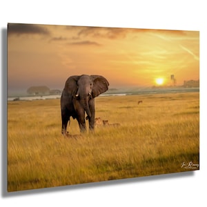 African lioness, Bull Elephant, Amboseli dawn, Kenya photography, sunrise safari, Mount Kilimanjaro, savanna wildlife, safari adventure
