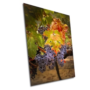 AutumnVineyardPrint, WineCountryArt, FallFoliageCanvas, Rustic Vineyard Wall Art, Seasonal Landscape Photography, Cozy Farmhouse Decor