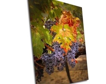 Vineyard Wall Art: Fall Foliage in Napa Valley - Rustic Farmhouse Decor