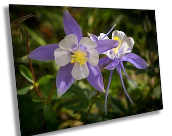 Columbine Flower Wall Art: Vibrant Alpine Meadow - Mountain Decor