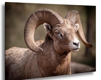 Big Horn Sheep Canvas: Western Wildlife Art (Rustic Cabin Style)