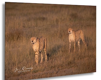 May include: Two cheetahs stand in a field of tall grass. The cheetahs are looking at the camera. The grass is a golden brown color. The cheetahs are in the middle of the image. The background is blurred.