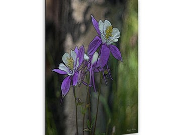 Wildflower Wall Art: Colorado Columbine - Vibrant Blue and White
