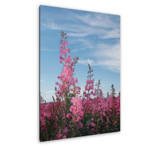 Fireweed Photography, Alaska Fireweed, Kenai History, Pink Wildflower Nature Print, Scenic Forest Landscape Wall Art, Alaska Decor