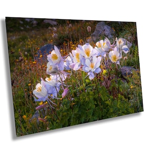 Rocky Mountain Flora, Fine Art Photography, Colorado Wildflowers, Vibrant Floral Print, Meadow Landscape Decor, Ready To Hang Canvas
