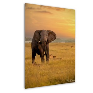 African lioness, Bull Elephant, Amboseli dawn, Kenya photography, sunrise safari, Mount Kilimanjaro, savanna wildlife, safari adventure