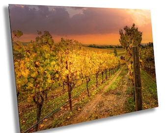 Autumn Vineyard Wall Art: Fall Foliage Landscape (Canvas or Print)