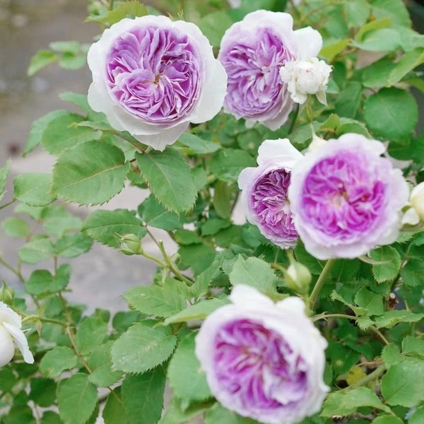 Blue Moon Stone -  Japanese Rose Own Root plant 1 gallon