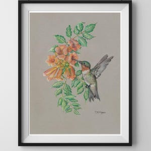 Rubinkehlchenkolibri an einheimischer Trompetenranke Original Hand gezeichneter Buntstift Fine Art Print Natur Inspiriert Bestäuber Wanddekoration