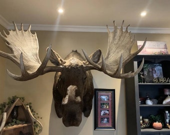 Alaska Yukon Bull with shoulder Mount