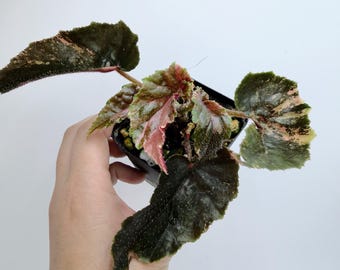Begonia Ginny Galaxy Variegated