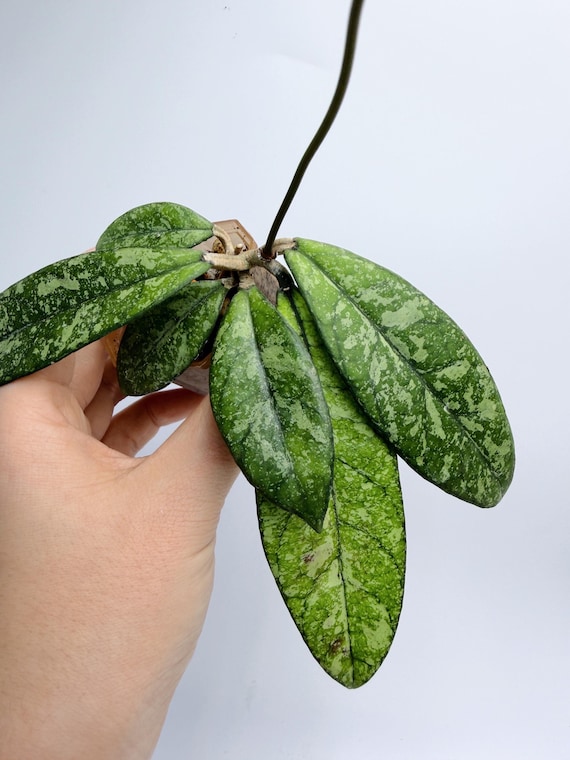 Rare Hoya Crassipetiolata Splash Plant| Rooted Live Plant | Collector Houseplant | California Grown