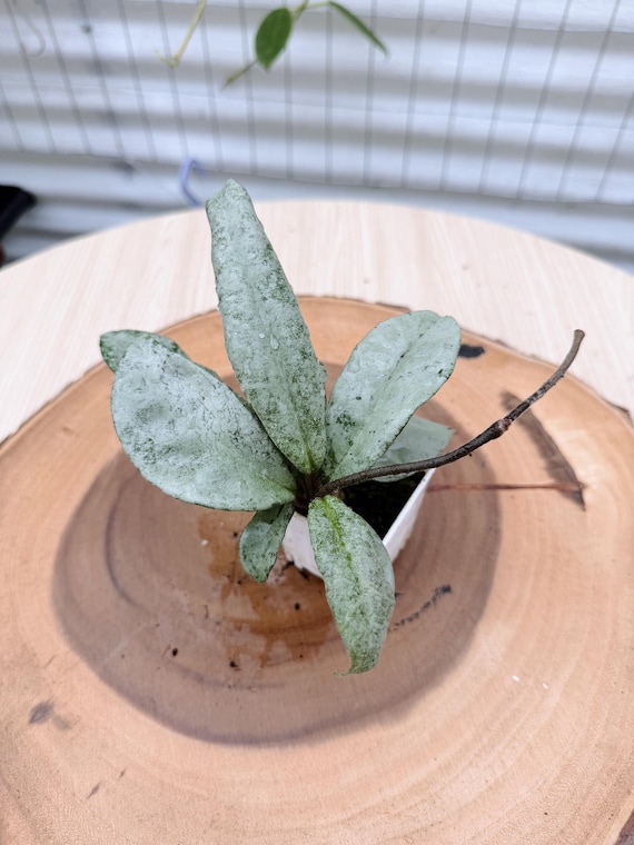 Rare Hoya Nova Ghost Live Plant | Rooted Collector Houseplant | California Grown