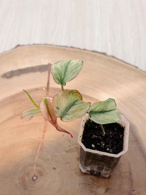 Philodendron Mican Mint Variegated| Rooted Live Plant | Collector Houseplant | California Grown