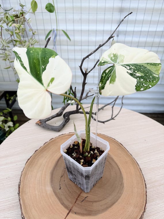 Variegated Philodendron Gloriosum Live Plant | Rare Velvet Leaf Philodendron | Rooted Collector Houseplant | California Grown