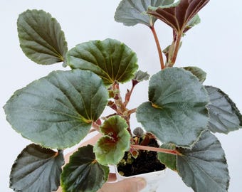Begonia Cucullata| Rooted Live Plant | Collector Houseplant | California Grown