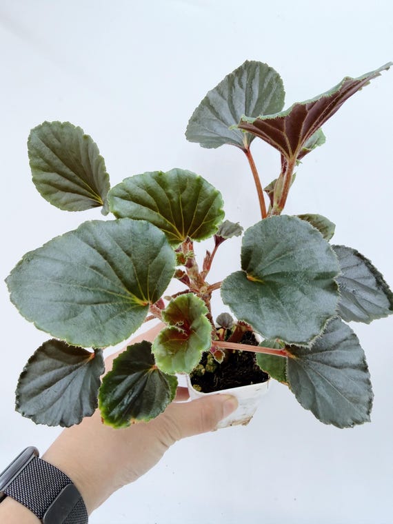 Begonia Cucullata| Rooted Live Plant | Collector Houseplant | California Grown