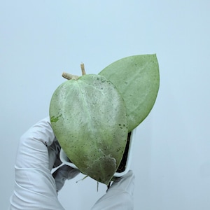 Hoya Verticillata Heart Leaves Silver