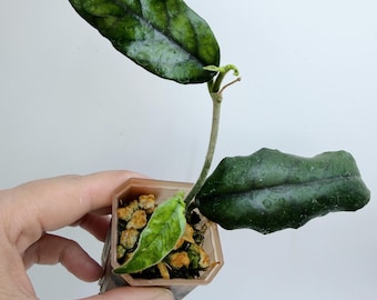 Hoya Globulosa (long leaf)