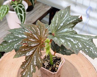 Begonia ‘Lana’| Rooted Live Plant | Collector Houseplant | California Grown