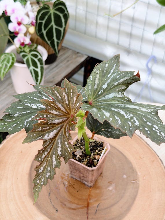 Begonia ‘Lana’| Rooted Live Plant | Collector Houseplant | California Grown