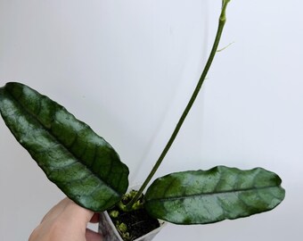 Hoya Globulosa (long leaf)