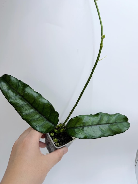 Hoya Globulosa Long Leaf | Rare Textured Hoya | Rooted Live Plant | Collector Houseplant | California Grown