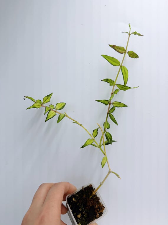 Hoya Bella Variegated: Rare Silver Leaf Indoor Plant (Trailing Vine)| Rooted Live Plant | Collector Houseplant | California Grown