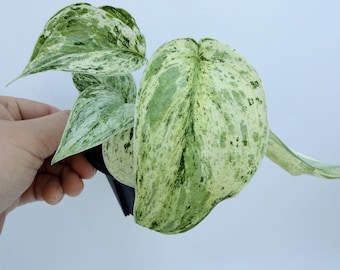 Scindapsus Peasun Variegated Plant (Rare, Indoor, Small Size)| Rooted Live Plant | Collector Houseplant | California Grown