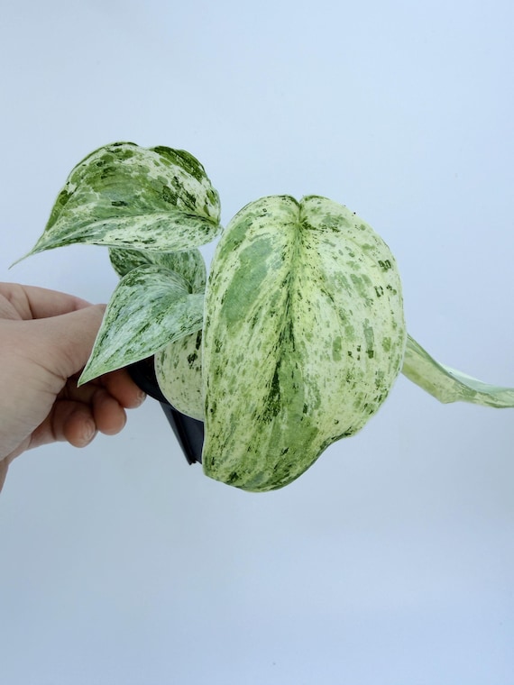 Scindapsus Peasun Variegated Plant (Rare, Indoor, Small Size)| Rooted Live Plant | Collector Houseplant | California Grown