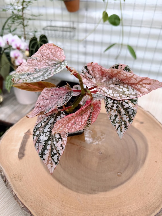 Begonia Snow Capped Pink #14 | Rare Variegated Rooted Begonia Live Plant | Collector Houseplant | California Grown
