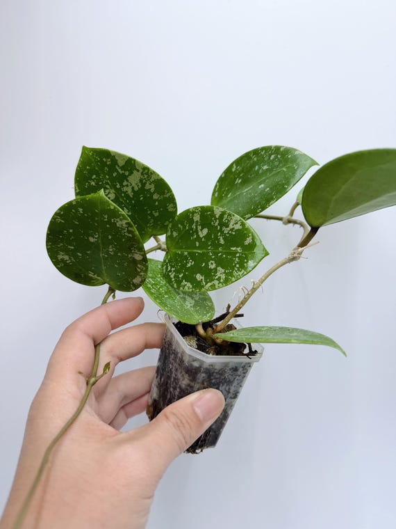 Hoya Verticillata | Heart-Shaped Splash Leaf Hoya | Rooted Live Plant | Collector Houseplant | California Grown