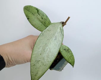 Hoya Snow Cui Silver: Rare Houseplant with Silver Leaves