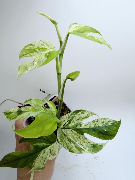 Epipremnum Pinnatum Variegated| Rooted Live Plant | Collector Houseplant | California Grown