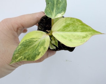Philodendron Gloriosum Plant| Rooted Live Plant | Collector Houseplant | California Grown