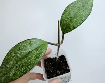 Hoya Harlene Splash