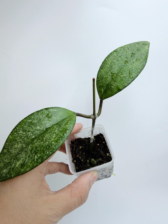 Hoya Harlene Splash| Rooted Live Plant | Collector Houseplant | California Grown