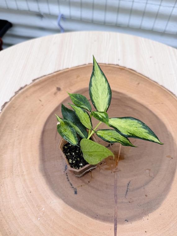 Rare Hoya Polyneura Inner Variegated Live Plant | Tropical Fishtail Hoya | Rooted Collector Houseplant | California Grown