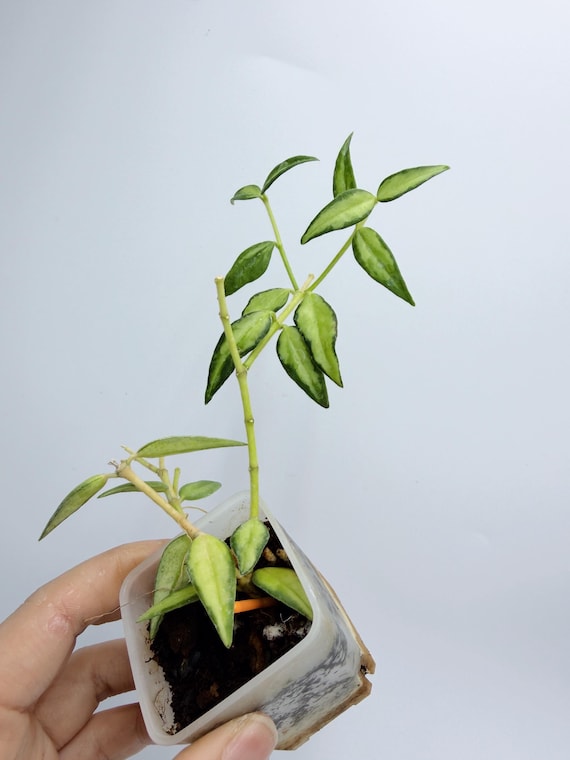Hoya Bella Variegated Plant, Trailing Indoor Vine (Rare Houseplant)| Rooted Live Plant | Collector Houseplant | California Grown