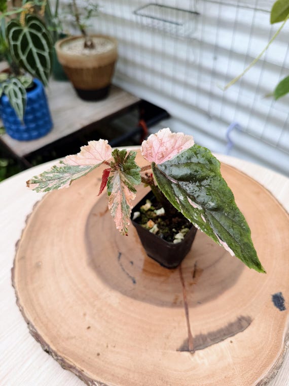 Begonia Ginny Galaxy Variegated Live Plant | Rare Pink Silver Star Begonia | Rooted Collector Houseplant | California Grown