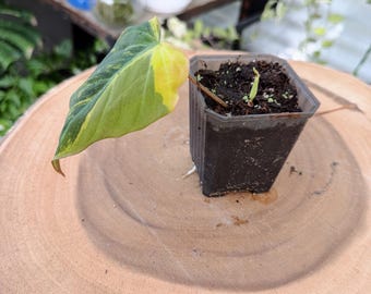 Philodendron Micans Variegated Live Plant | Rare Yellow Variegated Philodendron | Rooted Collector Houseplant | California Grown