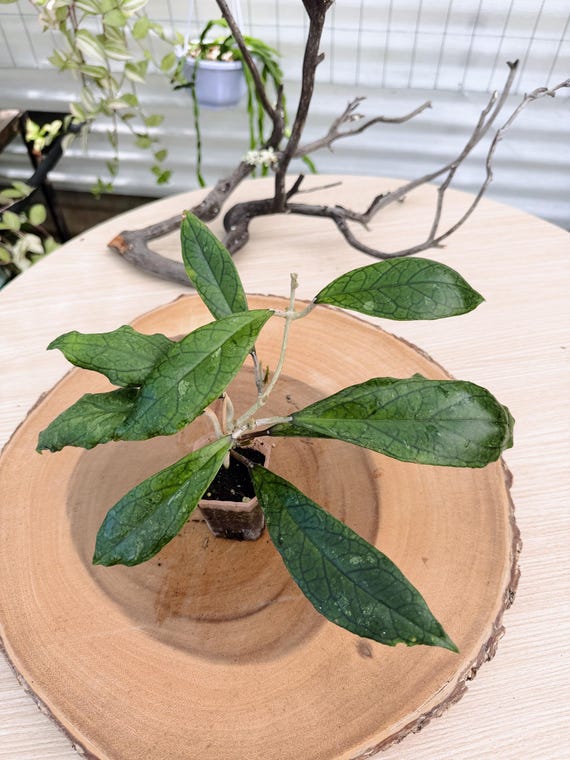 Hoya RHM1047 Live Plant | Moonshadow x Jennifer Hybrid Hoya | Rare Collector Houseplant | California Grown