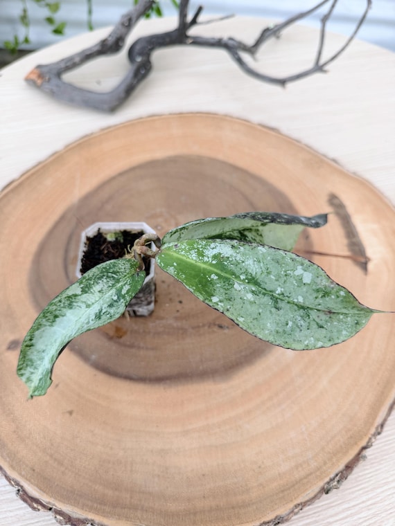 Hoya Mitrata Silver Live Plant | Rare Silver Foliage Rooted Hoya | Collector Houseplant | California Grown