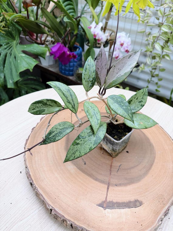 Hoya Snow Cui Silver Live Plant | Rare Silver Splash Hoya | Rooted Collector Houseplant | California Grown