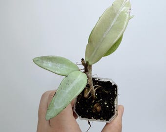 Hoya Wilbur Graves Silver