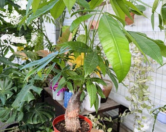 Money Tree Live Plant | Rare Braided Money Tree | Rooted Collector Houseplant | California Grown